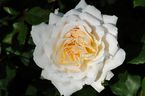 Rosier Crocus Rose (Emanuel)